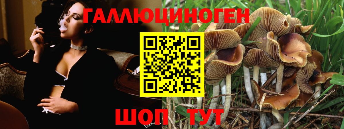 Псилоцибиновые грибы Psilocybe Черногорск